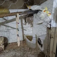 نرو ماده عروس هلندی و یک نر تک