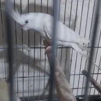 عروس هلندی البینو نر