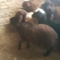 ۱۰ راس بره نر جفتی ۶۰ کیلو