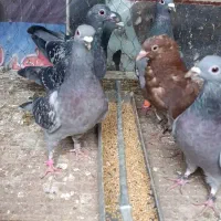 کبوتر پلاکی مسافتی آلمانی