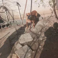 دو قلاده سگ هاسکی و پیتبل|سگ|محمدشهر, محمدشهر|دیوار