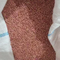 بذر گندم دیم|خدمات باغبانی و درختکاری|دهگلان, |دیوار