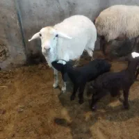 گوسفند مغانی جوان|حیوانات مزرعه|اردبیل, |دیوار