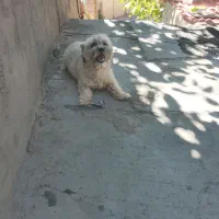 واگذاری رایگان