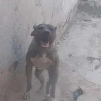 سگ  نر افغان