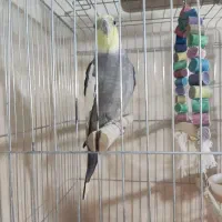 عروس‌ هلندی ۲ عدد نر|پرنده|پاکدشت, پاکدشت (مامازند)|دیوار