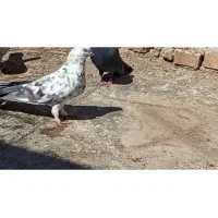 کبوتر پر