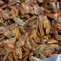 تخمه کدو آوشینی|خوردنی و آشامیدنی|شیراز, پودنک|دیوار