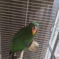 جوجه اکلکتوس|پرنده|بندر انزلی, نیمه شعبان|دیوار