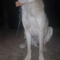 سگ گله نر، پژدر، کردی، عراقی|سگ|رشت, لاکان|دیوار