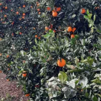 پرتقال تامسون