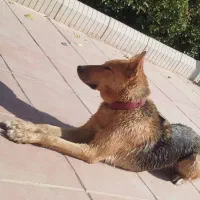 سگ ژرمن ورکلاین ماده|سگ|هشتگرد, ینگی امام|دیوار