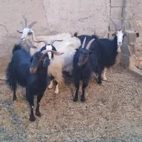 بز جوان ودرشت|حیوانات مزرعه|تهران, افسریه جنوبی|دیوار