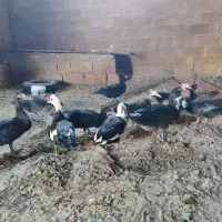 اردک اسرائیلی|حیوانات مزرعه|صحنه, |دیوار