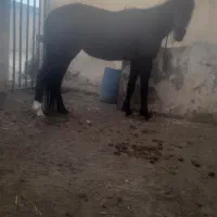 خرید اسب پالونی