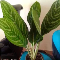 فروش گل های آپارتمانی و زینتی