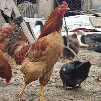 مرغ خروس محلی سالم سرحال