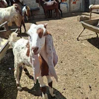 بزپاکستانی ۱۱به بالا نربز خوب|حیوانات مزرعه|تهران, سعیدآباد|دیوار