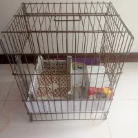 قفس عروس هلندی