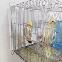 جفت مولد عروس هلندی