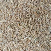 گندم شکسته 2تن. (24500تومن)|عمده‌فروشی|رامشیر, |دیوار