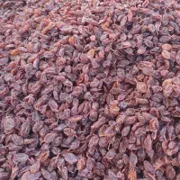 کشمش درجه یک شیرین بدون هسته درشت