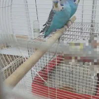 مرغ عشق بالغ درجه یک خونگی