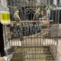 عروس هلندی نر و ماده مولد