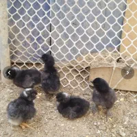 تخممرغ نطفهدار مرندی و پلیموت راک|حیوانات مزرعه|تهران, افسریه شمالی|دیوار