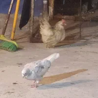 مرغ مینیاتوری