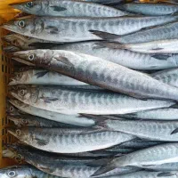 بانوی جنوب|حراج|قم, بنیاد|دیوار