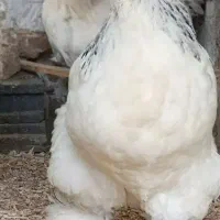 فروش تخم نطفه دار برهما لایت گرید A