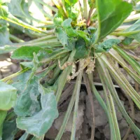 حواله تفاله چقندر قند نیشابور