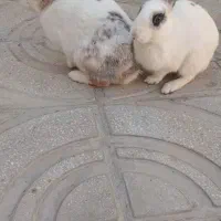 خرگوش|موش و خرگوش|کرمانشاه, |دیوار