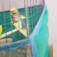 فروش مرغ عشق ،انگلیسی گرید بالا لوتینو،آلبینو،|پرنده|شیراز, گلشن|دیوار