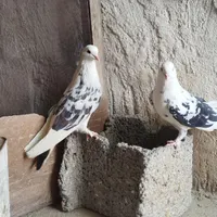 کبوتر پرشی|پرنده|اصفهان, سلطان‌آباد|دیوار