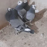 کفترجوجه|پرنده|اسلامشهر, شهرک سالور|دیوار