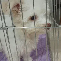 سگ شیتزو تریر