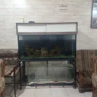 آکواریم بزرگ|ماهی|شیراز, جوادیه|دیوار