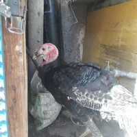 بوقلمون ۷ماهه|حیوانات مزرعه|تهران, شهرک شریفی|دیوار