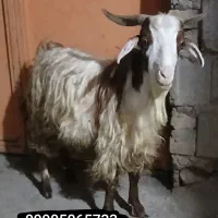 چپش نر