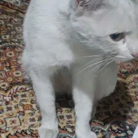 واگذاری رایگان