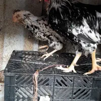 مرغ خروس گلین