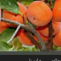 خرمالو فقط ۱۵ تومن|حراج|چابکسر, |دیوار
