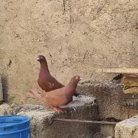 سرخ|پرنده|نورآباد ممسنی, |دیوار