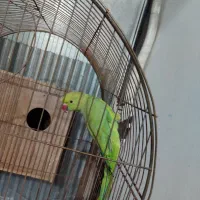 شاه طوطی (ملنگو ) و عروس هلندی