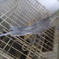 عروس هلندی|پرنده|محمدیه-قزوین, |دیوار