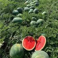 تناژ۲برابری و کیفیت بالا می‌خوای شمارتو بزار