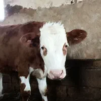 گاو و گوساله|حیوانات مزرعه|سیلوانه, |دیوار