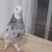 تهرانی شازده ماده هما سرور پرشی|پرنده|برخوار, |دیوار